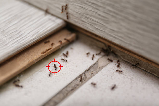 Best Wildlife Control Services  in Gibson City, IL
