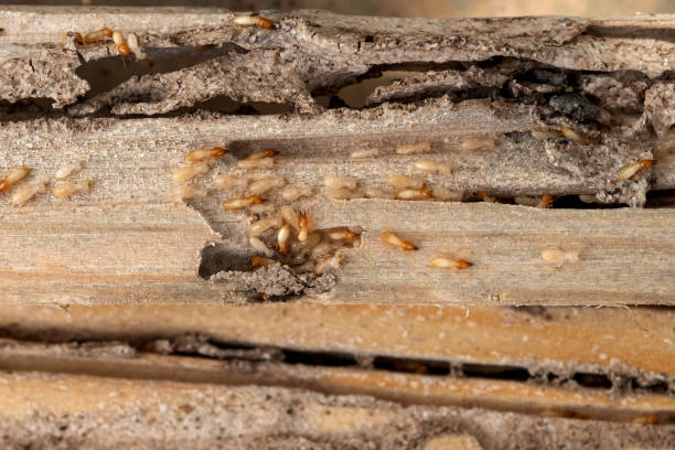 Best Termite Control Services  in Gibson City, IL